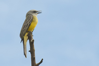 Tyrannus melancholicus